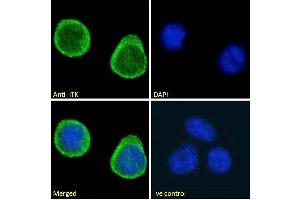 ABIN184605 Immunofluorescence analysis of paraformaldehyde fixed Jurkat cells, permeabilized with 0.