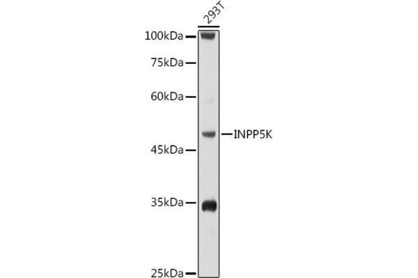 INPP5K Antikörper  (AA 149-448)