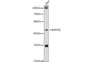 Western blot analysis of extracts of 293T cells, using INPP5K antibody (ABIN6132112, ABIN6142473, ABIN6142474 and ABIN6223771) at 1:1000 dilution. (INPP5K Antikörper  (AA 149-448))