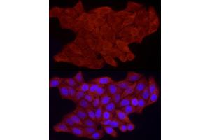 Immunofluorescence analysis of HeLa cells using FHL3 Rabbit pAb  at dilution of 1:100 (40x lens). (FHL3 Antikörper  (AA 1-280))