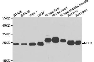 Western blot analysis of extracts of various cell lines, using NFU1 antibody (ABIN5975479) at 1/1000 dilution.
