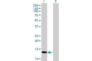 Western Blot analysis of SNCG expression in transfected 293T cell line by SNCG MaxPab polyclonal antibody. (SNCG Antikörper  (AA 1-127))