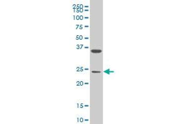 MESP1 antibody  (AA 1-63)