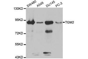 Western blot analysis of extracts of various cell lines, using TGM2 antibody. (Transglutaminase 2 Antikörper)