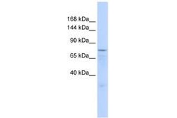 Zinc Finger Protein 62 (ZFP62) (AA 271-320) Antikörper