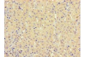 Immunohistochemistry of paraffin-embedded human adrenal gland tissue using ABIN7154959 at dilution of 1:100 (HEBP2 Antikörper  (AA 2-205))