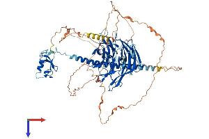 RFWD3 Protein (AA 1-774) (His tag)