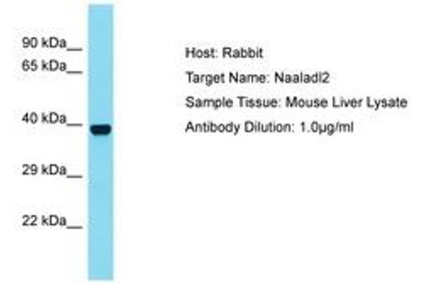 NAALADL2 Antikörper  (AA 303-347)