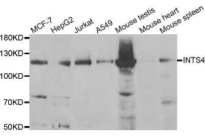 Western blot analysis of extracts of various cell lines, using INTS4 antibody (ABIN5973752) at 1/1000 dilution. (INTS4 Antikörper)