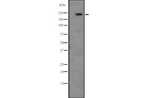 Western blot analysis of ATRN expression in A549 cell line lysates ,The lane on the left is treated with the antigen-specific peptide. (Attractin Antikörper  (N-Term))