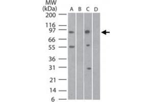 Western bot analysis of Tlr11 in mouse testis lysate in A) the absence and B) presence of blocking peptide and rat testis lysate in C) the absence and D) presence of blocking peptide using Tlr11 polyclonal antibody  at 3 ug/mL . (TLR11 Antikörper  (AA 900-950))