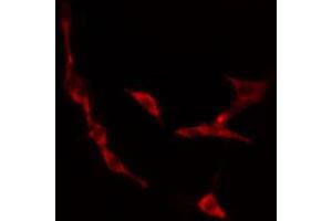 ABIN6274479 staining 293 cells by IF/ICC. (IP6K3 Antikörper  (Internal Region))