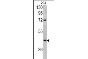 Western blot analysis of LRG1 antibody (Center) (ABIN390660 and ABIN2840956) in 293 cell line lysates (35 μg/lane). (LRG1 Antikörper  (AA 194-223))