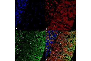 Immunohistochemistry analysis using Mouse Anti-Alpha Synuclein Monoclonal Antibody, Clone 3C11 (ABIN5564054). (SNCA Antikörper  (Atto 390))