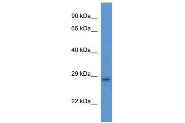 TMEM33 Antikörper  (Middle Region)