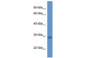 Western Blot showing Tmem33 antibody used at a concentration of 1.