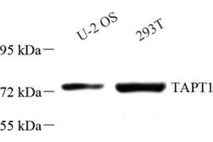 Western blot analysis of TAPT1 (ABIN7075986),at dilution of 1: 2000 (TAPT1 Antikörper)