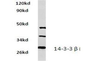 Image no. 1 for anti-14-3-3 alpha + beta (YWHAB) antibody (ABIN272264) (YWHAB Antikörper)