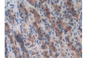 DAB staining on IHC-P; Samples: Rat Stomach Tissue (LRRC32 Antikörper  (AA 162-405))