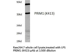 Western blot (WB) analysis of PRIM1 antibody in extracts from Raw264. (PRIM1 Antikörper)