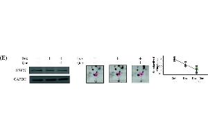 Western Blotting (WB) image for anti-Glyceraldehyde-3-Phosphate Dehydrogenase (GAPDH) antibody (ABIN2857072)