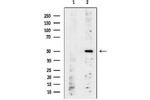 Western blot analysis of lysates from Mouse heart, using OR6C2 Antibody.