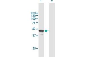 Western Blot analysis of BLZF1 expression in transfected 293T cell line by BLZF1 MaxPab polyclonal antibody. (BLZF1 Antikörper  (AA 1-400))