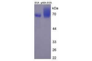 Image no. 1 for gamma-Aminobutyric Acid (GABA) protein (BSA) (ABIN1880187) (GABA Protein (BSA))