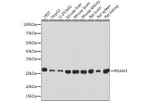PGAM1 Antikörper