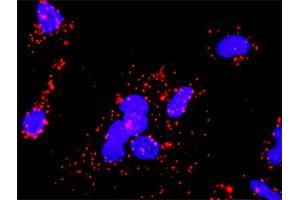 Proximity Ligation Assay (PLA) image for anti-conserved Helix-Loop-Helix Ubiquitous Kinase (CHUK) (AA 646-745) antibody (ABIN560377)