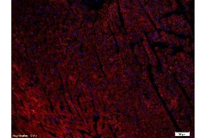 Formalin-fixed and paraffin-embedded rat heart labeled with Anti-NPY1R Polyclonal Antibody, Unconjugated 1:400, overnight at 4°C, The secondary antibody was Goat Anti-Rabbit IgG, PE conjugated-PE)used at 1:200 dilution for 40 minutes at 37°C. (NPY1R Antikörper  (AA 301-382))