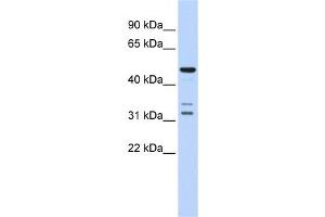 Western Blotting (WB) image for anti-HtrA Serine Peptidase 4 (HTRA4) antibody (ABIN2459938) (HTRA4 Antikörper)