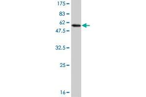 Western Blot detection against Immunogen (53. (MLF2 Antikörper  (AA 1-248))