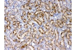 IHC testing of FFPE rat kidney tissue with Thrombopoietin antibody at 1ug/ml. (Thrombopoietin Antikörper)