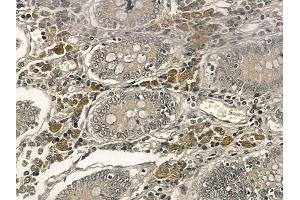BZW1 Mouse Monoclonal Antibody at 1/100 staining rat testis tissue by IHC-P.