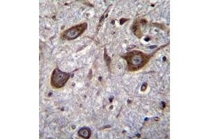 Immunohistochemistry analysis in formalin fixed and paraffin embedded human brain tissue reacted with Glutamate receptor 4 / GLUR4 Antibody (Center) followed by peroxidase conjugation of the secondary antibody and DAB staining. (GRIA4 Antikörper  (Middle Region))