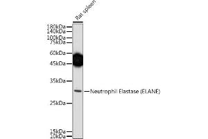 Western blot analysis of extracts of Rat spleen, using Neutrophil Elastase (ELANE) antibody (ABIN6131604, ABIN6140110, ABIN6140111 and ABIN6216843) at 1:500 dilution. (ELANE Antikörper  (AA 30-267))