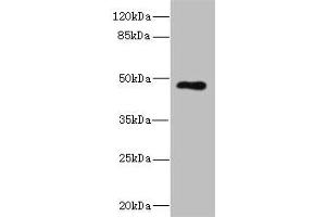Western blot All lanes: KIR3DL3 antibody at 1. (KIR3DL3 Antikörper  (AA 26-322))