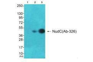 Western blot analysis of extracts from A549 cells and HepG2(Lane 3) cells, using NudC (Ab-326) antiobdy. (NUDC Antikörper  (Ser326))