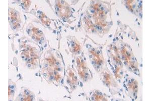 Detection of EGF in Human Stomach Tissue using Polyclonal Antibody to Epidermal Growth Factor (EGF) (EGF Antikörper  (AA 609-751))