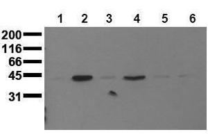 Western Blotting (WB) image for anti-Mitogen-Activated Protein Kinase 13 (MAPK13) (N-Term) antibody (ABIN126885) (MAPK13 Antikörper  (N-Term))