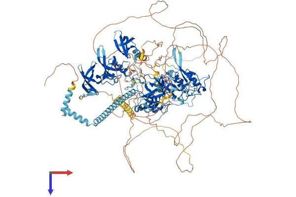 SETDB1 Protein (AA 1-1307) (His tag)