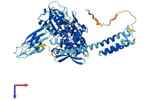 HSPA1L Protein (AA 1-641) (His tag)