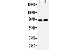 Anti-Lamin B2 antibody, Western blotting Lane 1: HELA Cell Lysate Lane 2: U87 Cell Lysate (Lamin B2 Antikörper  (C-Term))