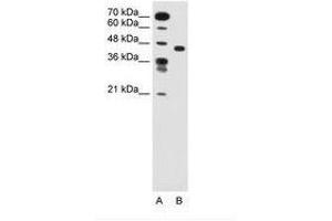Image no. 1 for anti-Solute Carrier Family 35, Member C1 (SLC35C1) (AA 51-100) antibody (ABIN205019) (SLC35C1 Antikörper  (AA 51-100))