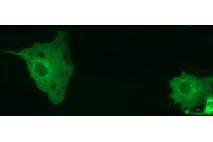 Anti-MTMR14 mouse monoclonal antibody (ABIN2453333) immunofluorescent staining of COS7 cells transiently transfected by pCMV6-ENTRY MTMR14 (RC207732). (MTMR14 Antikörper)