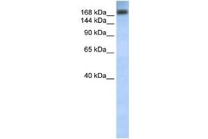 WB Suggested Anti-ADAR Antibody Titration:  0. (ADAR Antikörper  (C-Term))