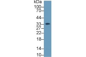 Western Blot; Sample: Human K562 cell lysate; Primary Ab: 2µg/ml Rabbit Anti-Rat HABP1 Antibody Second Ab: 0. (C1QBP Antikörper  (AA 72-279))