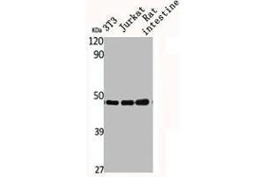 Western Blot analysis of NIH-3T3 Jurkat RAT-intestine cells using CSN3 Polyclonal Antibody (COPS3 Antikörper  (Internal Region))