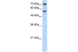 WB Suggested Anti-BRD7 Antibody Titration:  0.
